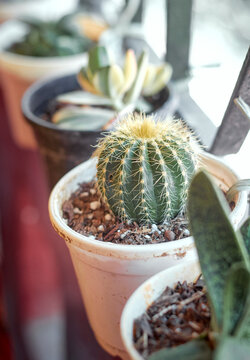 parodia cactus (Parodia magnifica), small, spherical to cylindrical, slow-growing succulents known for dense, colorful spines and vibrant spring / summer flowers. They are native to South America.