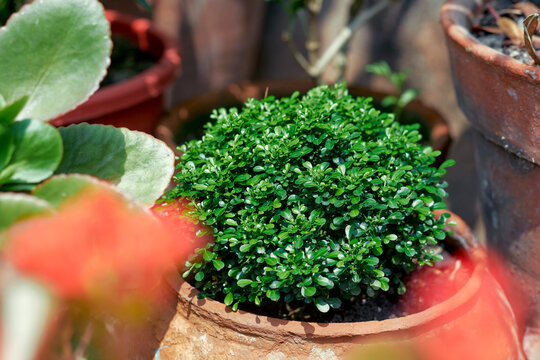 round shaped table kamini plant (Murraya Paniculata). A popular dwarf variety of the Orange Jasmine, prized for its compact, bushy growth and glossy evergreen foliage.