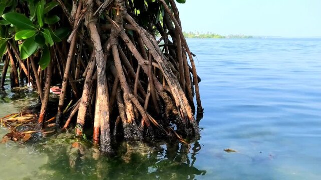 Closeup of the roots of mangrove trees | Sambranikodi Island, Ashtamudi Lake, Kollam, Kerala, India