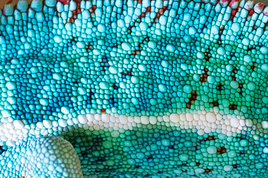 A fragment of chameleon skin. Multicolored reptilian skin. Chameleon skin for background or wallpaper. Close-up.
