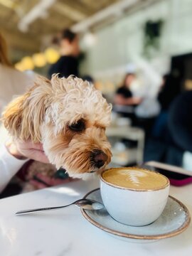 Happy dog cockapoo and Cappuccino 