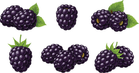 Set of fresh blackberries with leaves isolated on white background juicy berry fruit vector illustration collection © Prodip