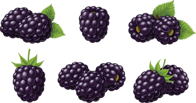 Set of fresh blackberries with leaves isolated on white background juicy berry fruit vector illustration collection