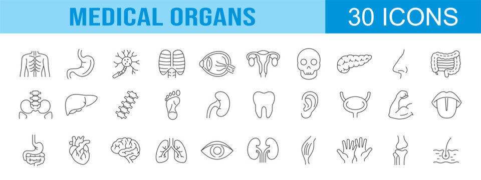 collection of medical organs icons, editable stroke.
