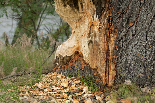 A large tree by the river, gnawed by beavers.Traces of beaver teeth are visible on the tree.