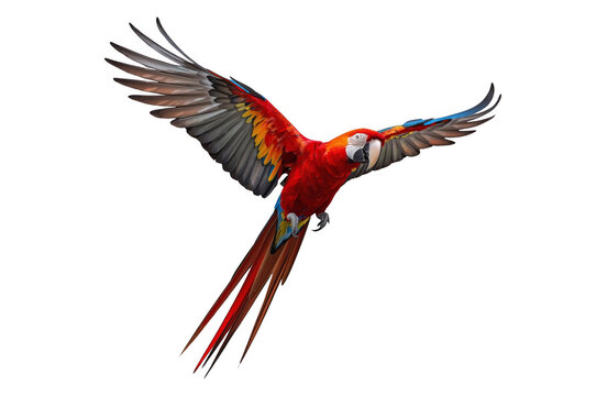 Scarlet macaw flying with outstretched wings, transparent background