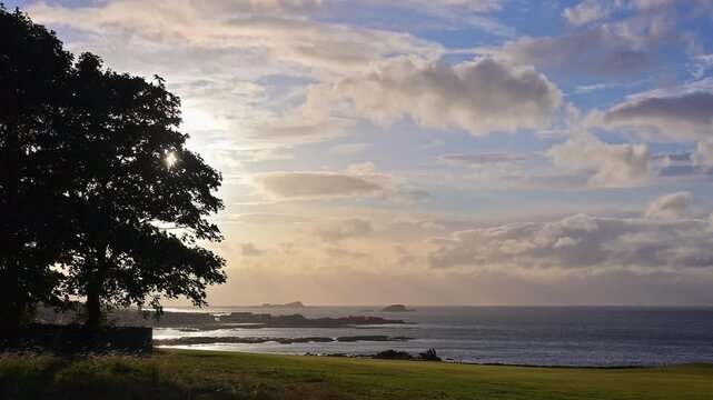 Idyllischer Baum im Sonnenuntergang mit Meerblick und Insel, Golfplatz, North Berwick, East Lothian, Schottland, Vereinigtes K&ouml;nigreich, Gro&szlig;britannien