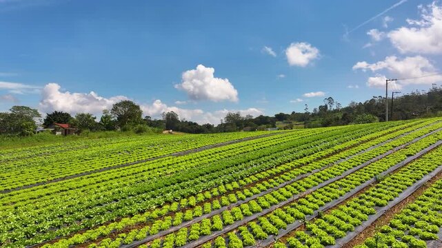 Aerial drone view of lettuce plantation in family farming, showing organized green rows, sustainable agriculture and fresh food production in rural landscape. 4k Video.