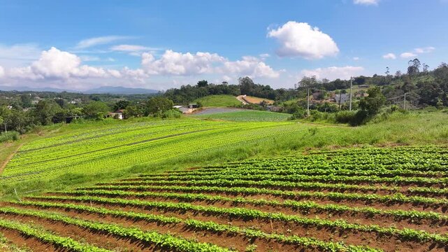 Aerial drone view of lettuce plantation in family farming, showing organized green rows, sustainable agriculture and fresh food production in rural landscape. 4k Video.