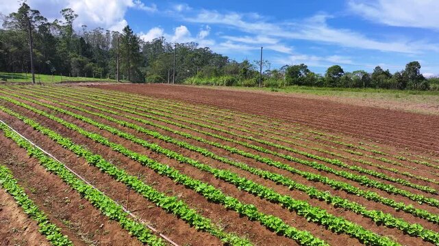 Aerial drone view of lettuce plantation in family farming, showing organized green rows, sustainable agriculture and fresh food production in rural landscape. 4k Video.