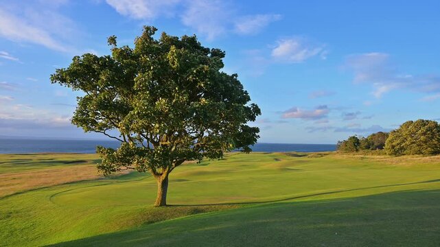 Idyllischer Baum im Sonnenuntergang mit Meerblick und Insel, Golfplatz, North Berwick, East Lothian, Schottland, Vereinigtes K&ouml;nigreich, Gro&szlig;britannien