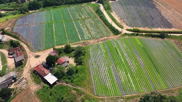 Aerial drone view of lettuce plantation in family farming, showing organized green rows, sustainable agriculture and fresh food production in rural landscape. 4k Video.