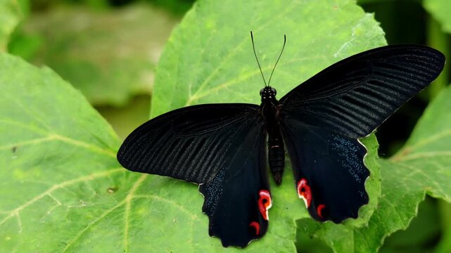 Close up video of spangle butterfly papilio protenor freshly emerged after long pupal diapause resting on green leaf in natural habitat during spring morning in himachal pradesh india.