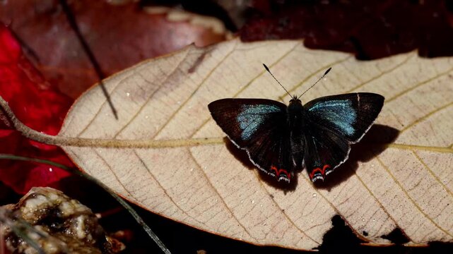 Close up video of azure sapphire butterfly heliophorus moorei resting and sunbasking on a fallen oak leaf during fresh spring morning in natural habitat of himachal pradesh india.