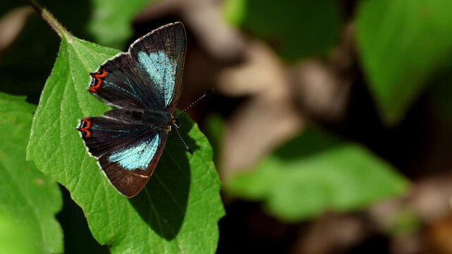 Close up view of azure sapphire butterfly heliophorus moorei resting and sunbasking on a fresh green leaf during early morning light in natural habitat of himachal pradesh india.