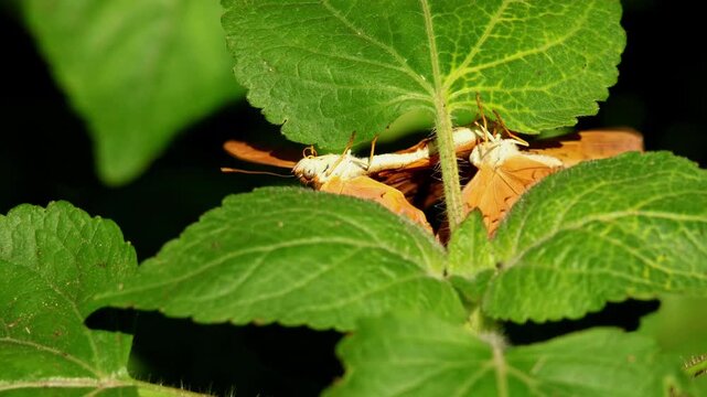 Common leopard butterfly mating behavior with male competition India close up wildlife footage. Close up footage of Common leopard butterfly mating on a green leaf in natural habitat India.