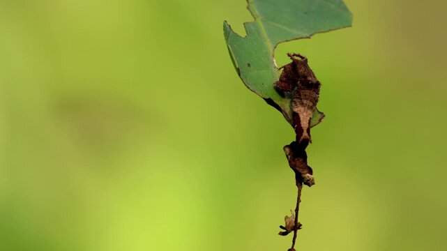 Closeup video of a clear sailer (Neptis nata) butterfly caterpillar resting on its host plant leaf in a natural forest habitat during autumn season in Himachal Pradesh, India