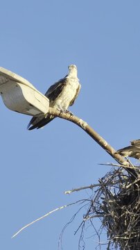 Fotograf&iacute;a de &aacute;ngulo bajo, n&iacute;tida y detallada, de un &aacute;guila pescadora (Osprey, Pandion haliaetus) posada en una percha desgastada. El fondo es un cielo azul profundo y completamente despejado