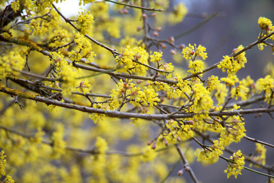 In nature, cornel is real (Cornus mas) blooms