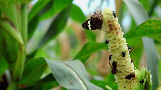 Close up of butterflies, flies, and hornets feeding on a damaged corn cob during monsoon season in Himachal Pradesh India.