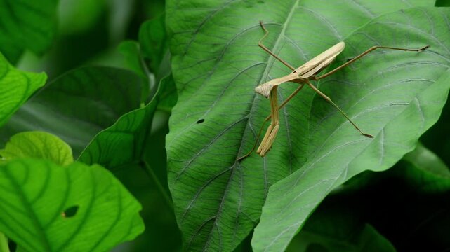 Closeup video of a large praying mantis from genus Tenodera camouflaged on a vibrant green leaf in a natural forest habitat during monsoon season in Himachal Pradesh India.