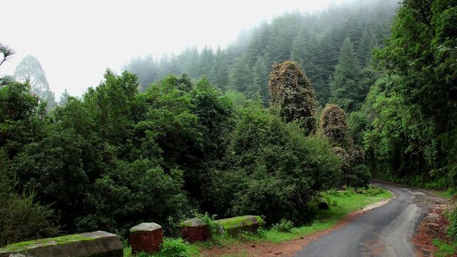 A detailed close up view of a winding paved road passing through a lush cedar forest in the himalayas during monsoon season.