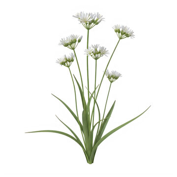 A bunch of white flowers with green stems isolated on white background