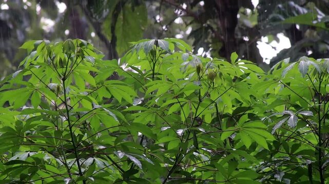 Rain falls and dries the cassava plants