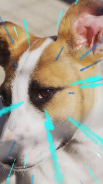 Vertical video: Tan dog blinking, cyan streaks appearing, shifting frame, revealing snout in design