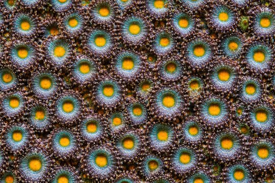 Zoanthids Coral Texture Seamless Pattern. Close-up zoa polyp surface detail. Marine coral colony design. Realistic zoanthid texture background. Detailed underwater macro close-up. Vibrant reef pattern
