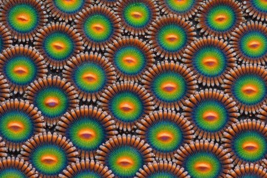 Zoanthids Coral Texture Seamless Pattern. Close-up zoa polyp surface detail. Marine coral colony design. Realistic zoanthid texture background. Detailed underwater macro close-up. Vibrant reef pattern