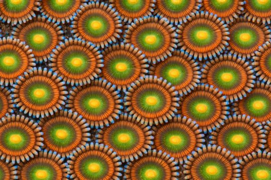 Zoanthids Coral Texture Seamless Pattern. Close-up zoa polyp surface detail. Marine coral colony design. Realistic zoanthid texture background. Detailed underwater macro close-up. Vibrant reef pattern
