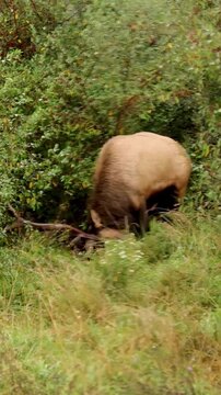 Elk Bull Rut Behavior Powerful Raking 