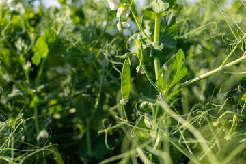 Obraz premium Bright green peas flourish in a sunny field, surrounded by rich foliage and gentle sunlight, highlighting natures beauty and vitality