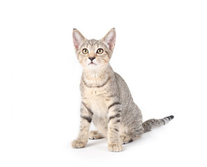 Obraz premium Isolated kitten sitting while looking at camera. Full body of small tabby cat staring at something. Little bit of snotty nose. 3 months old, female short hair cat, ticked tabby. Selective focus.