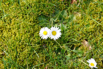 White flowers of Common daisy, English daisy, Bellis perennis in the lawn with lots of moss between the grass. Netherlands, Spring, March. © Thijs de Graaf