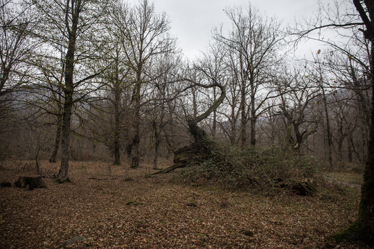 Landscape with beautiful fog in forest on hill or Trail through a mysterious winter forest with autumn leaves on the ground. Road through a winter forest. Magical atmosphere. Azerbaijan nature