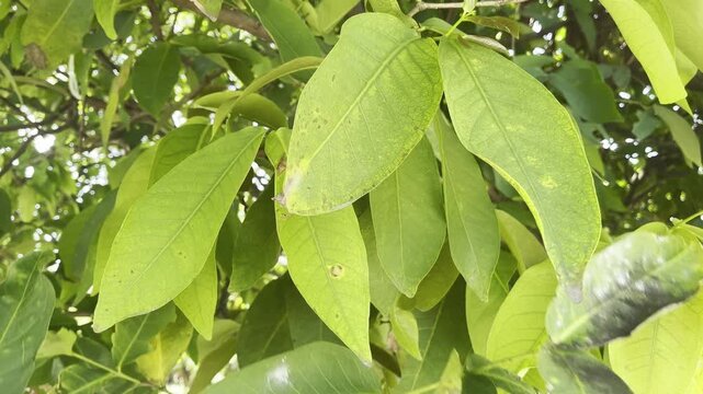 Close up of Green Leaves on a Water Apple Tree
