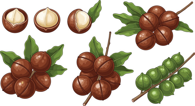 Macadamia nuts with leaves and whole cracked shells isolated on white background healthy food vector illustration set