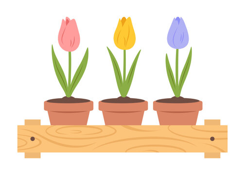 Wooden crate with different tulips in ceramic pots inside. Farmer's market, houseplant, bulb spring flowers or home gardening theme. Vector illustration isolated on white background.