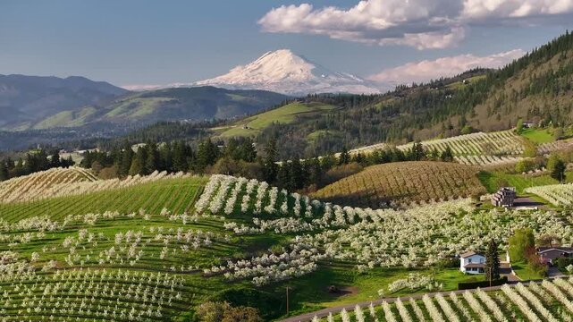 Aerial view of flowering fruit trees in the Hood River Valley, Oregon, with Mt. Adams in the background.