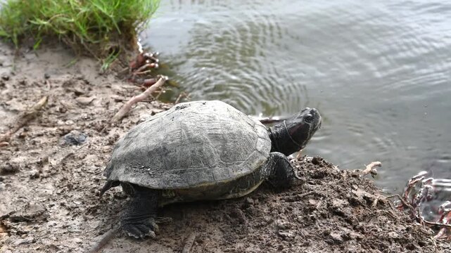 freshwater turtle resting by pond edge with continuous movement of gentle water ripples