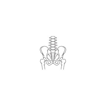 Human Pelvis and Lower Spine Anatomy Illustration
