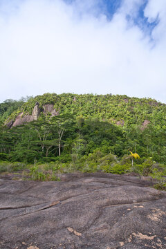 Mountain view with trees, inside Nature hike of Glacis la reserve nature trail, Mahe Seychelles 