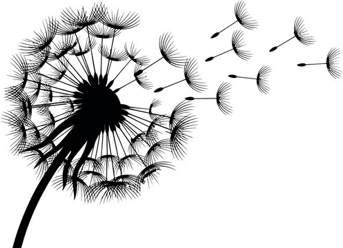 Silhouette of a dandelion with seeds blowing away in the wind