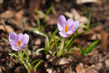 Fototapeta premium Purple crocus flowers grow on a forest floor surrounded by green grass and fallen leaves. The vibrant blooms signal the arrival of spring as they bask in the sunlight among natural surroundings.