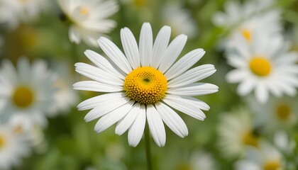 Obraz premium Close-up of a white daisy flower with a bright yellow center in a sunlit meadow, surrounded by soft blurred blooms and green foliage, capturing fresh springtime beauty and delicate natural detail