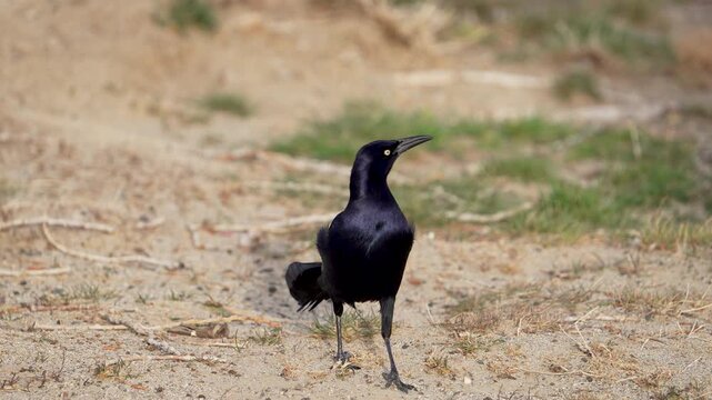Grackle walking through the sand in slow motion as it looks around.