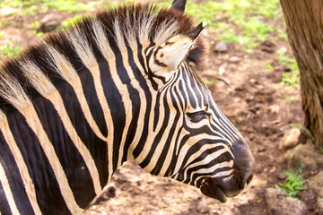 Obraz premium Zebras walking in a green meadow and eating grass. African zebras in the savannah. Wild animals in their natural habitat.