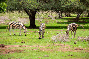 Obraz premium Zebras walking in a green meadow and eating grass. African zebras in the savannah. Wild animals in their natural habitat.
